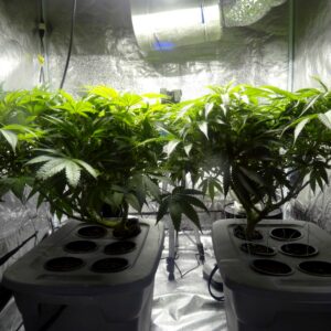 Expert Home Grow Consultations